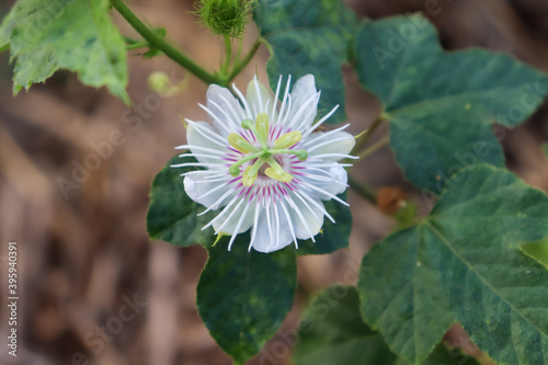 Passiflora foetida are blooming so fresh photo