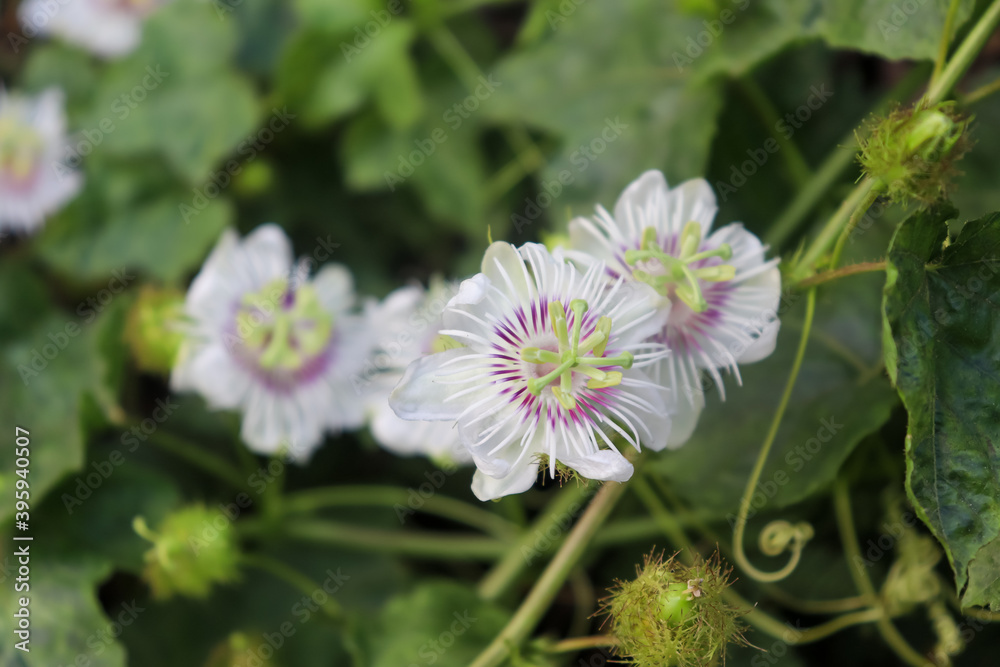 Passiflora foetida are blooming so fresh Passiflora foetida are blooming so fresh