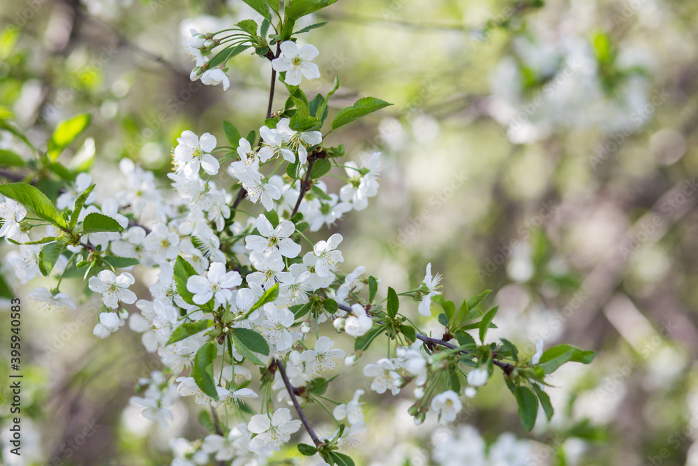 white cherry blossom white cherry blossom