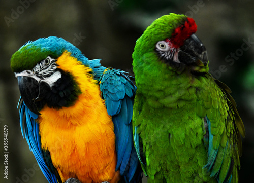 Fotografija Two parrots blue and green flaunt on a branch