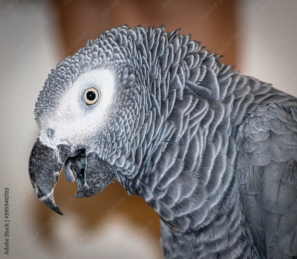 Fototapeta premium african grey parrot