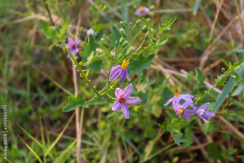 Solanum trilobatum flower are blooming in the forest