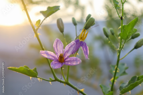 Solanum trilobatum flower are blooming in the forest photo