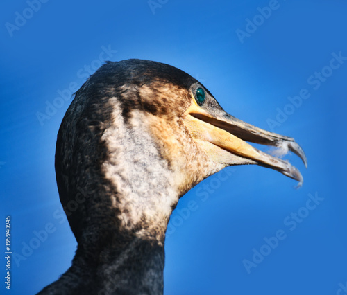 Head of a handsome cormorant against a blue sky