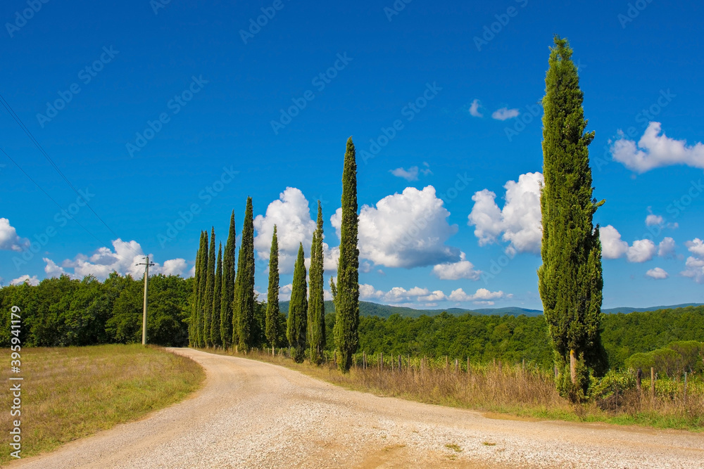 Fototapeta premium A country lane lined with a row of poplar trees running through the green landscape around the historic village of Murlo, Siena Province, Tuscany, Italy 
