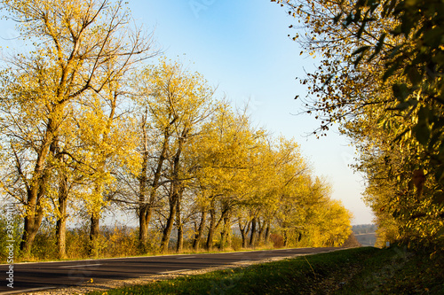 Beautiful road in the beautiful trees. A country road in the fall. Autumn in the park. Empty race track.