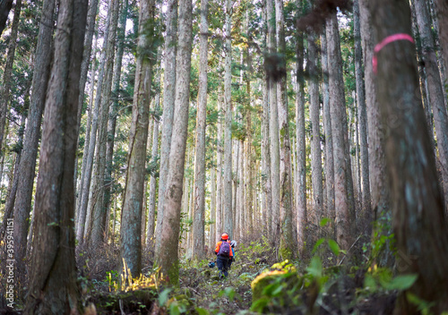 林業、森林で働く女性労働者