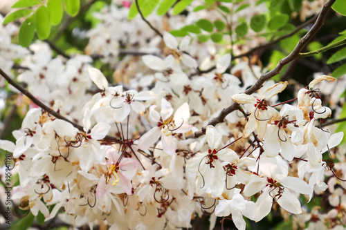 Pink shower flower are blooming on treetop photo