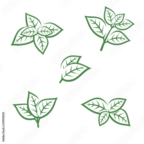 Mint leaves collection set. Collection mint leaves icon. Vector