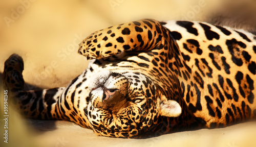 Handsome jaguar stretched out on stones and warms his back