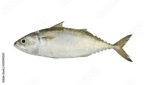 Fresh mackerel fish isolated on the white background 