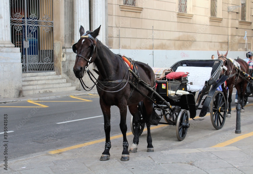 evocative image of horse with carriage for waiting tourists in the center of Palermo, Italy
