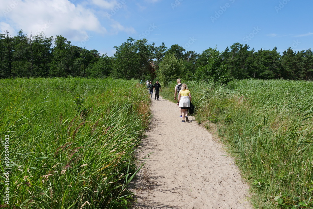 Wanderweg Darßer Ort auf der Halbinsel Darß mit Naturreservat, Urwald, Sandweg, Weg, Pfad und Sandpfad Wanderweg Darßer Ort auf der Halbinsel Darß mit Naturreservat, Urwald, Sandweg, Weg, Pfad und Sandpfad