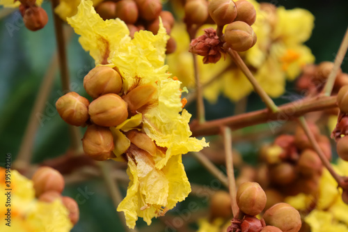 Peltophorum pterocarpum flower are blooming photo