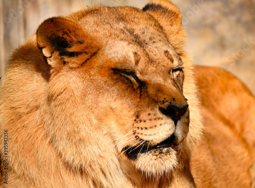 Canvas Print The sun's rays tenderly caress the lioness's nose