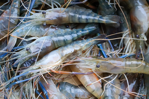 Catch fresh shrimp from the farm