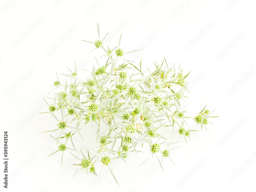 Eryngium campestre on white