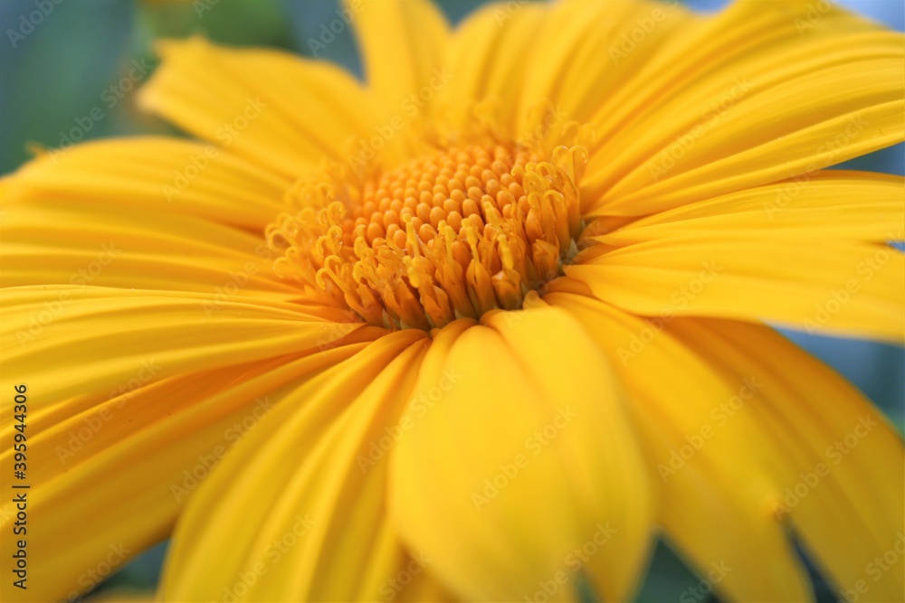 Mexican sunflower, also known as tithonia, is a large yellow flower in the daisy family.