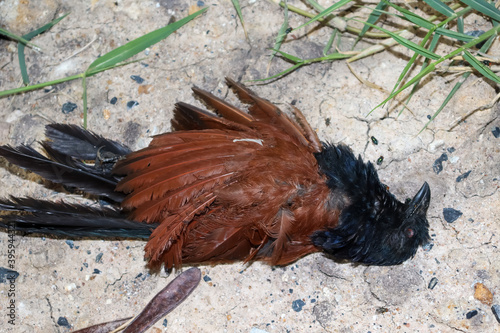 Dead birds lying on the ground photo