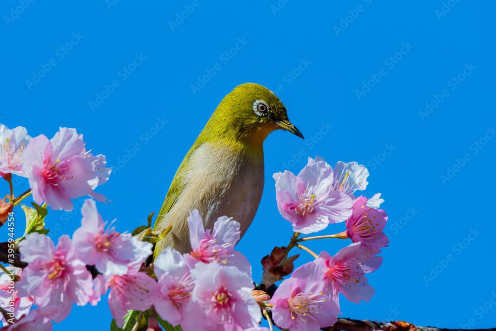 Japanese White-eye With Cherry Blossoms(Japanese name is Kawazu-zakura