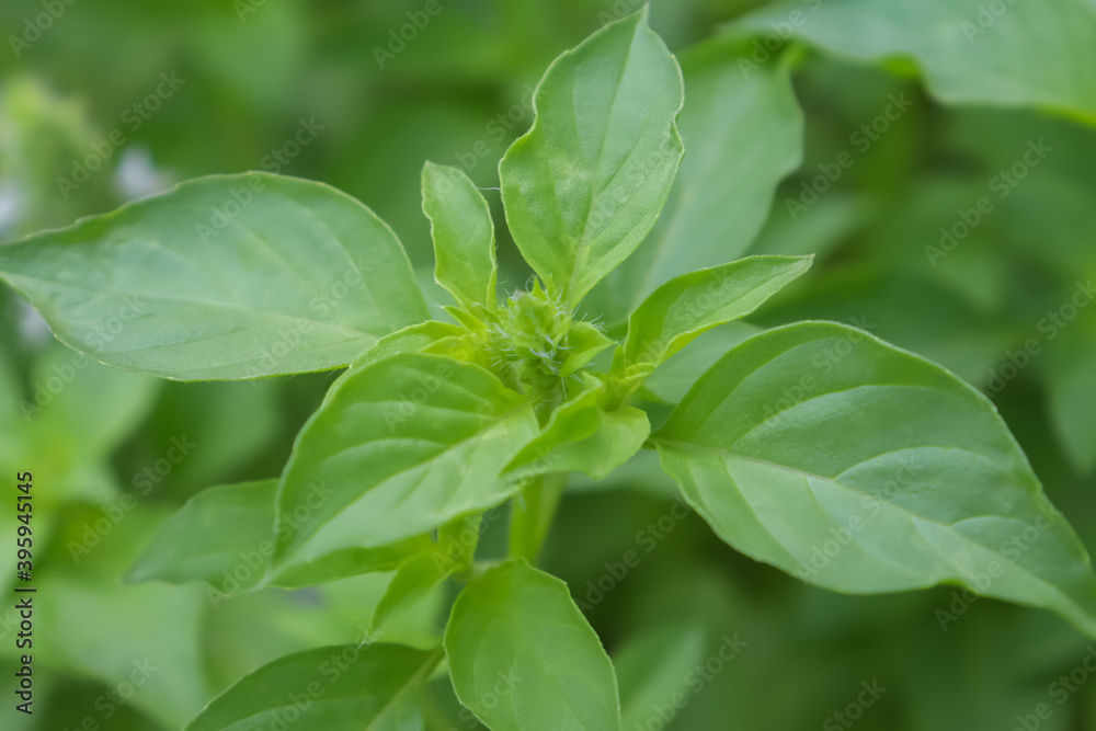 Hairy Basil are growing in the garden and green leaf Hairy Basil are growing in the garden and green leaf