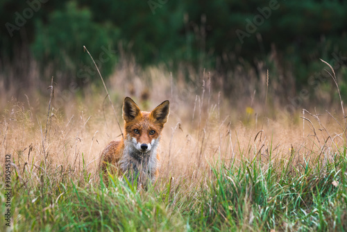 Wild red fox in the high grass.