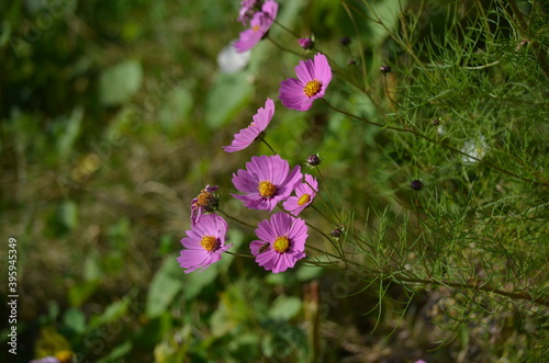 flowers focused 