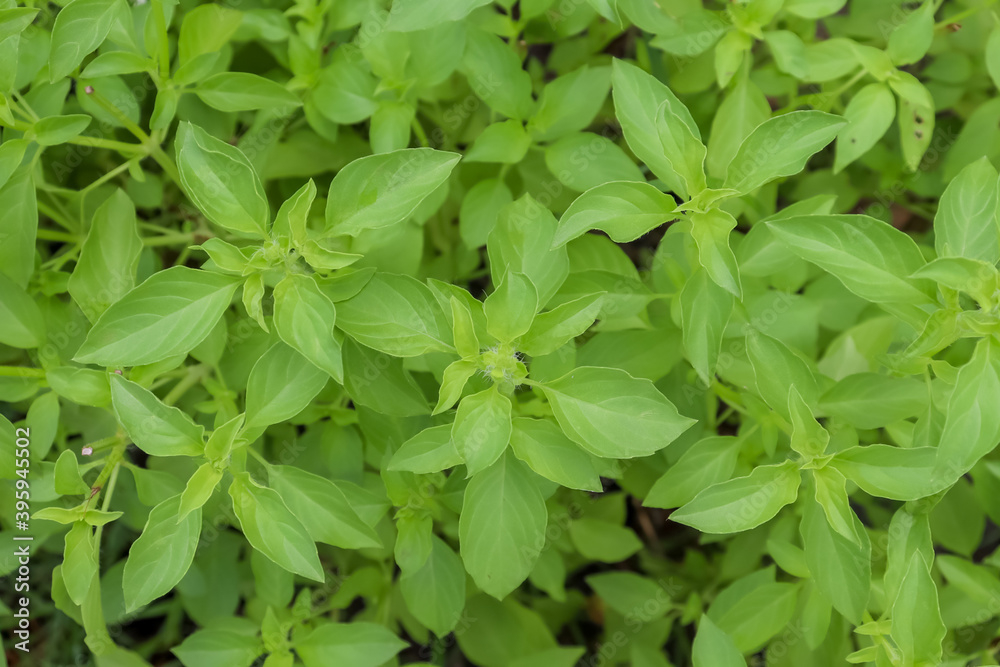 Hairy Basil are growing in the garden and green leaf Hairy Basil are growing in the garden and green leaf