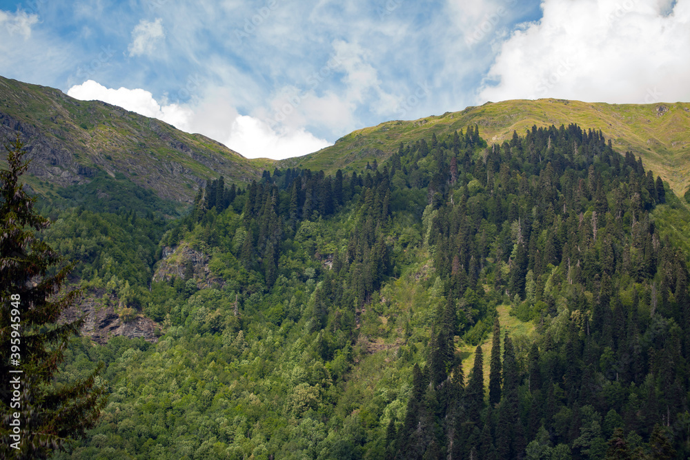 Beautiful mountain slope with high spruces against the blue sky with clouds