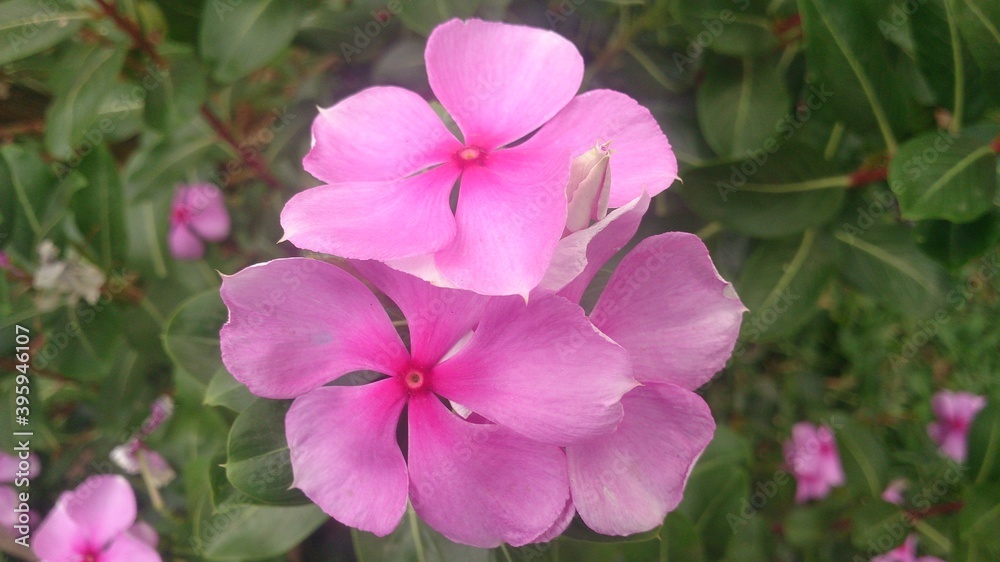 beautiful flower beautiful flower