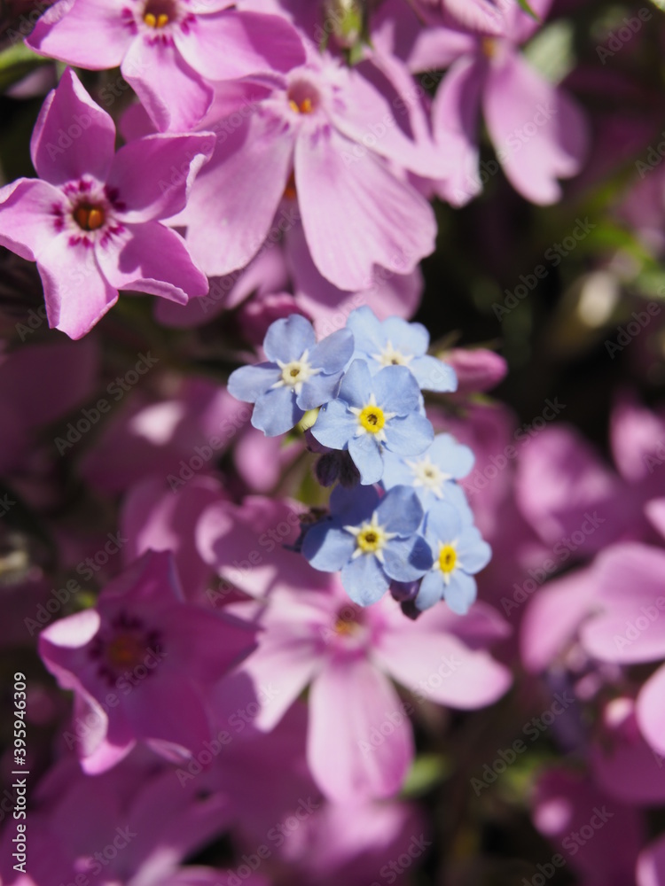 Rosa Blüten im Frühling