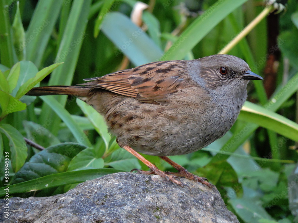 Obraz premium A dunnock bird close up