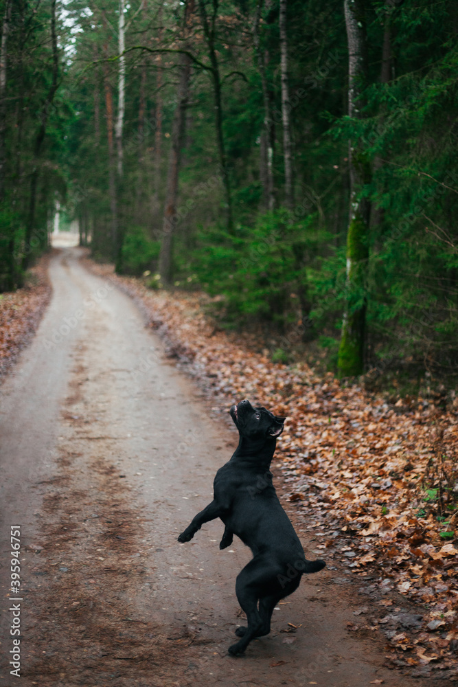Grey Italian cane corso dog running.Female dog. Italian Cane Corso. Portrait of a dog in a forest. Grey Italian cane corso dog running.Female dog. Italian Cane Corso. Portrait of a dog in a forest.