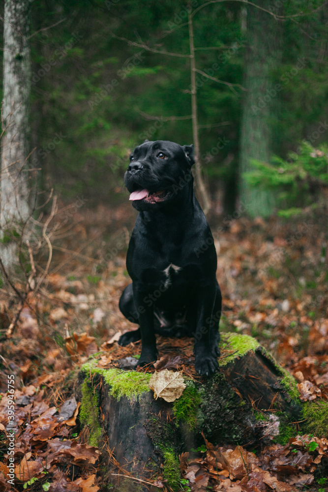 Grey Italian cane corso dog running.Female dog. Italian Cane Corso. Portrait of a dog in a forest.