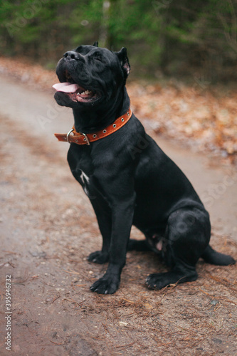 Grey Italian cane corso dog running.Female dog. Italian Cane Corso. Portrait of a dog in a forest.