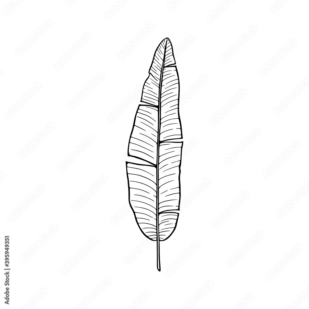 Banana palm green leaf digital illustration isolated on white background. Tropical plant leaf. Banana palm green leaf digital illustration isolated on white background. Tropical plant leaf.