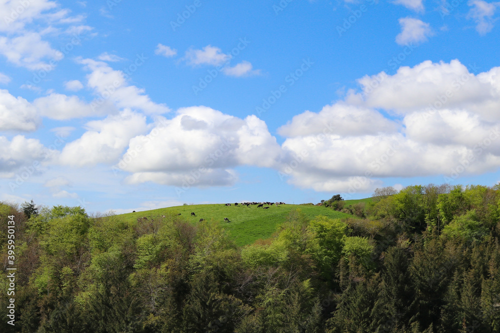 Cows atop a green hill under a blue sky