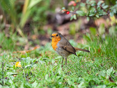 robin on the grass