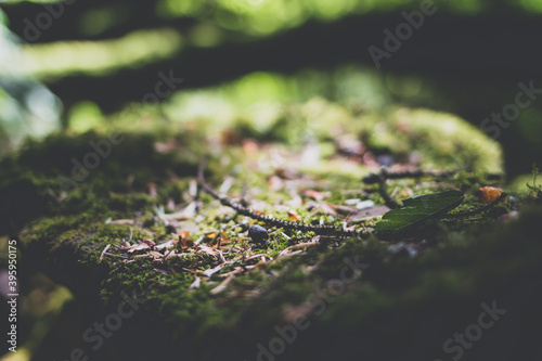 Closeup of a moss covered tree 
