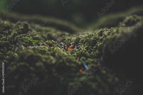 Closeup of a moss covered tree 