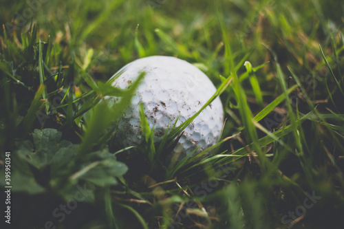 A golfball lying among blades of grass