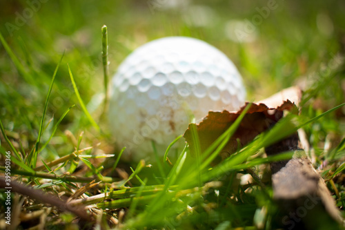 a golfball lying next to a leaf in grass