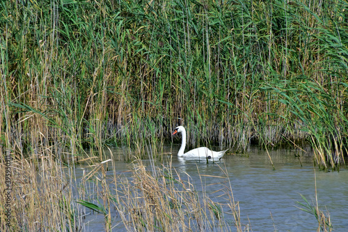 Vor dem Beginn des Schilfgürtels am Neusiedler See schwimmt ein einsamer weißer Schwan photo