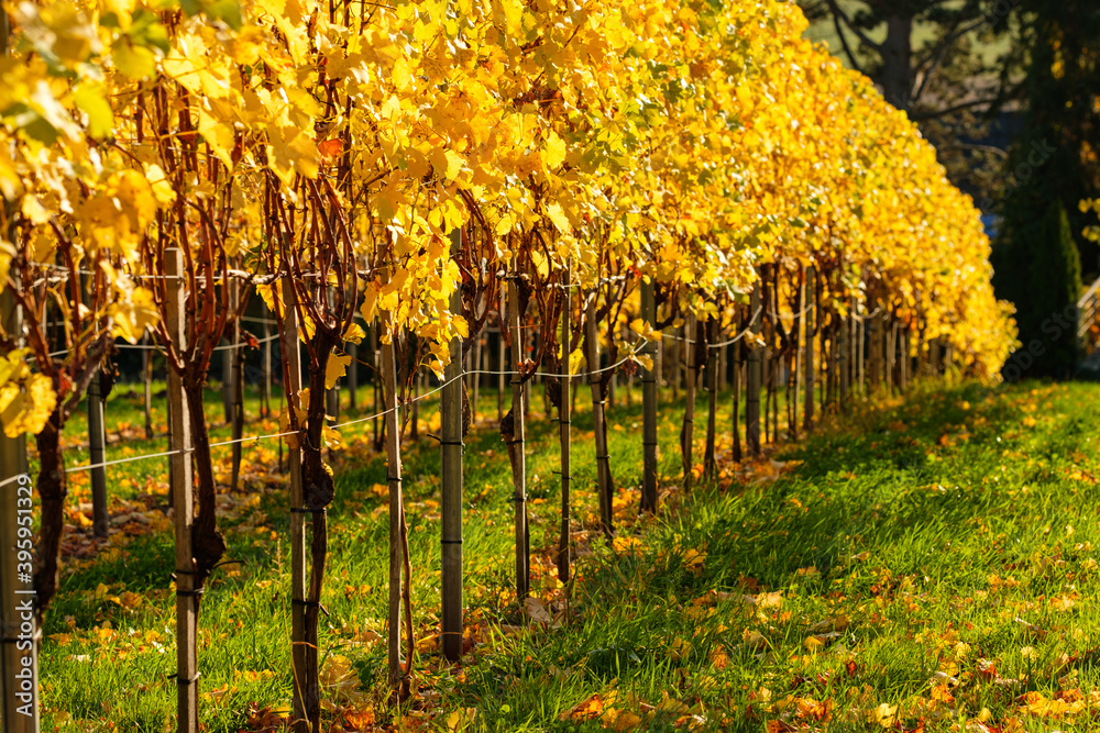Naklejka premium Yellow autumn colours of vines in a vineyard
