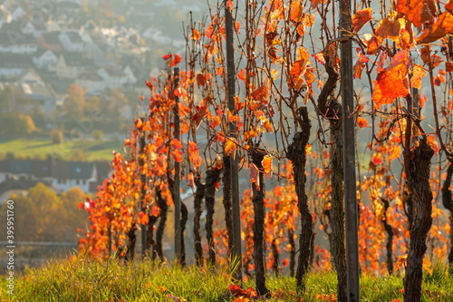 Viney in a vineyard with red leaves in autumn photo