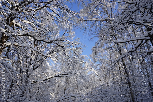 winter trees in the snow against the backdrop of a beautiful blue sky. Kuskovo park. Moscow. winter