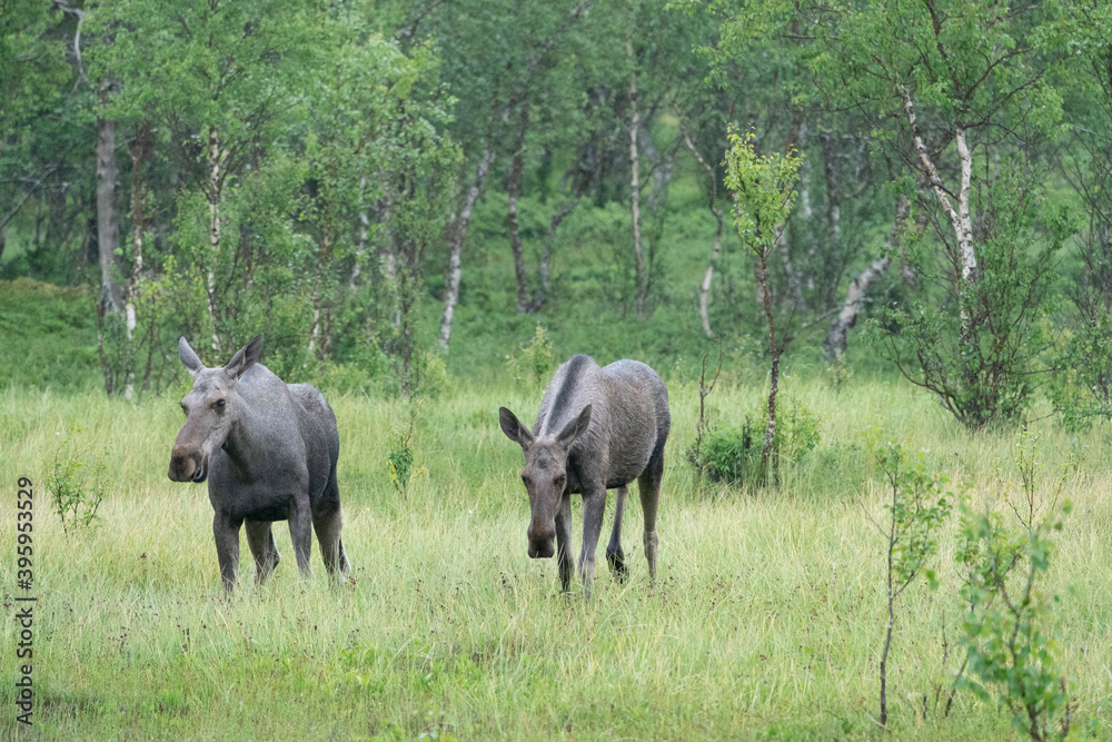 Naklejka premium Elk (Eurasia), Alces alces