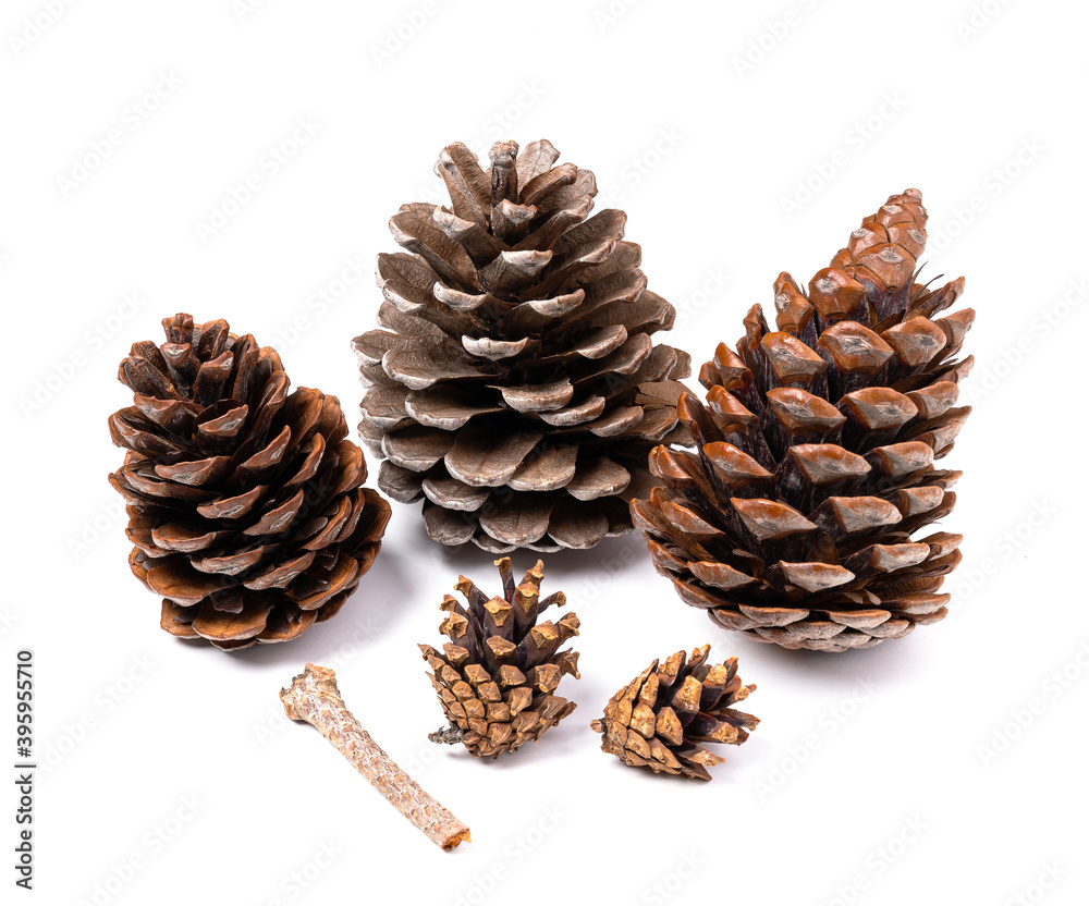 Pine cones isolated on white, clipping path included Pine cones isolated on white, clipping path included