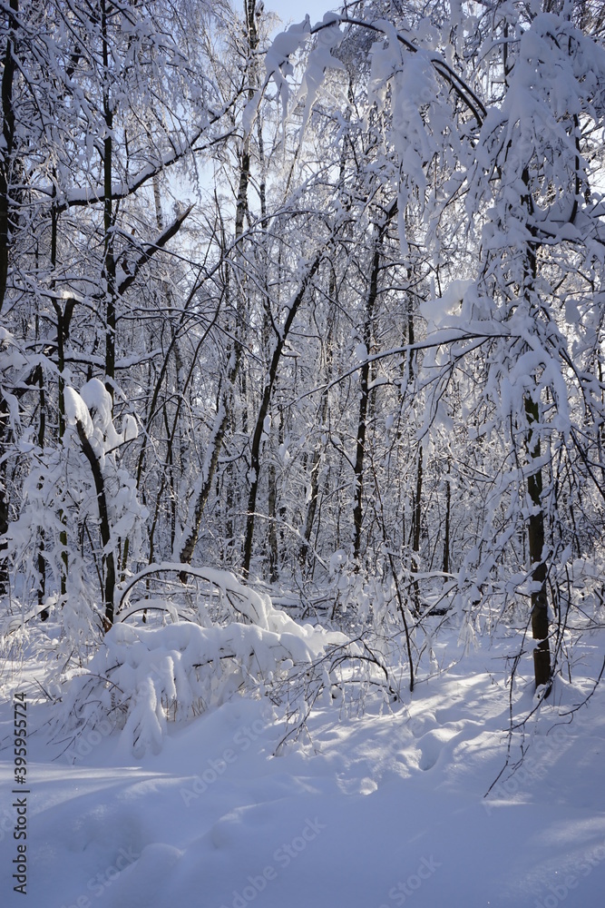 Fototapeta premium trees in the snow in the Kuskovo park. Moscow. Winter