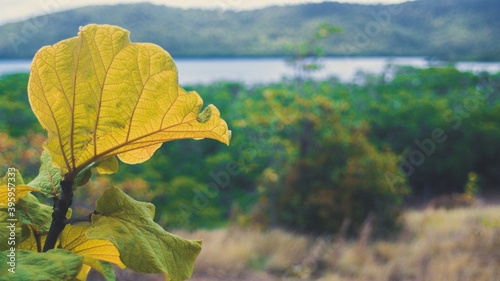 Caribbean leaf close up photo